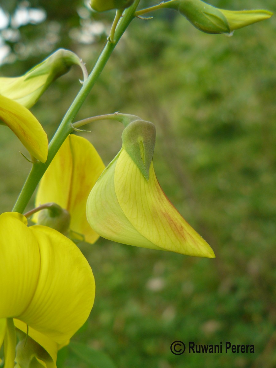 Crotalaria laburnifolia L.